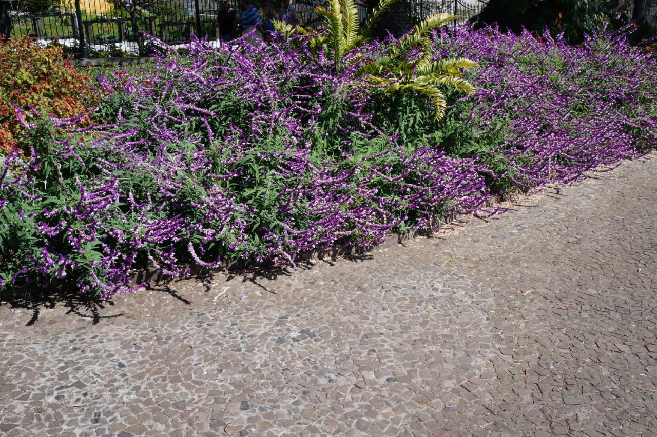 הוילה פונשל Casa Violeta מראה חיצוני תמונה